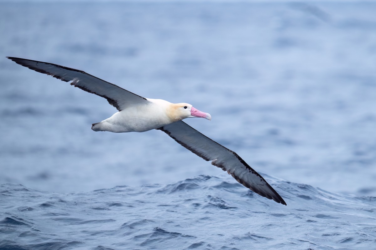 Short-tailed Albatross - ML631394395