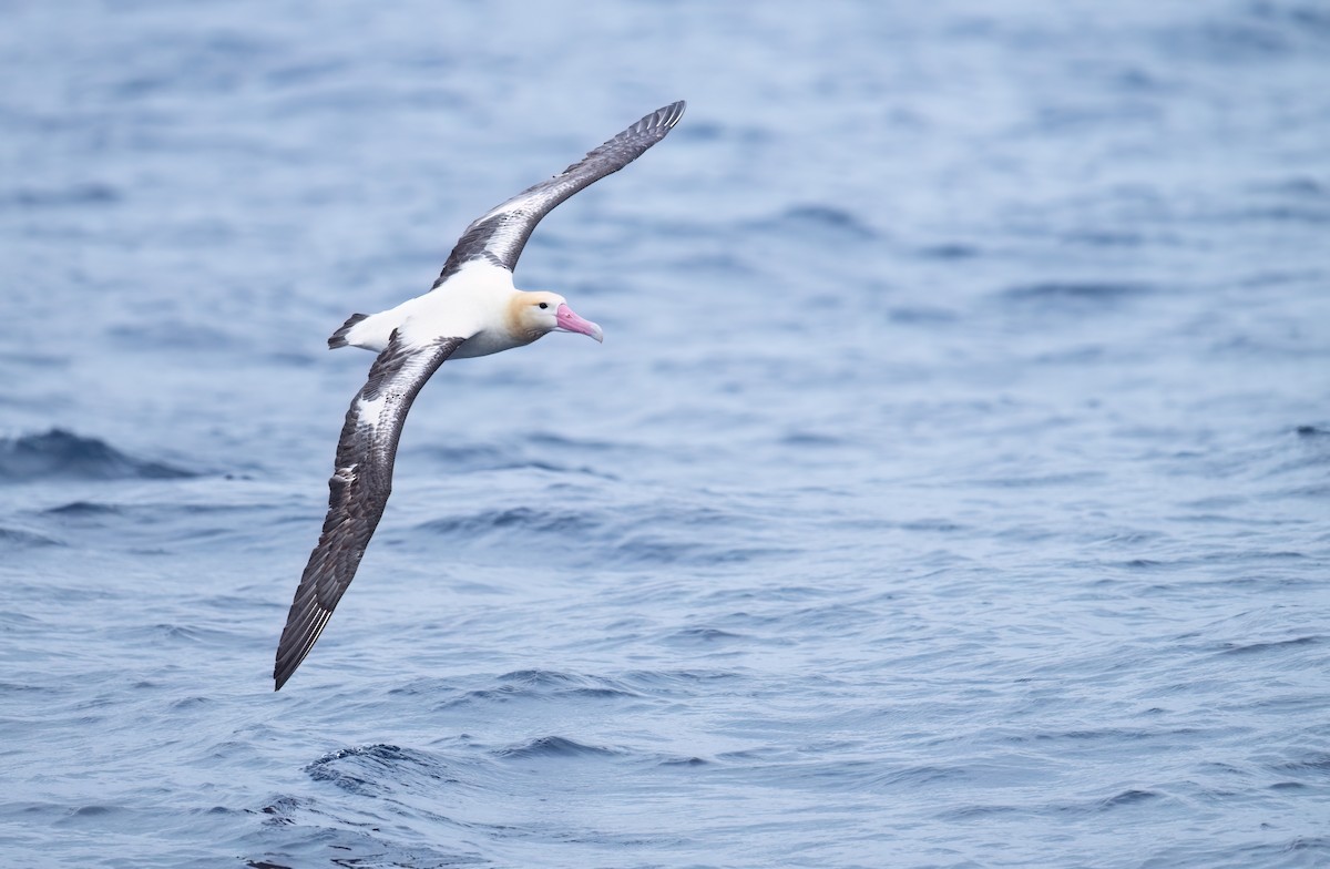 Short-tailed Albatross - ML631394396