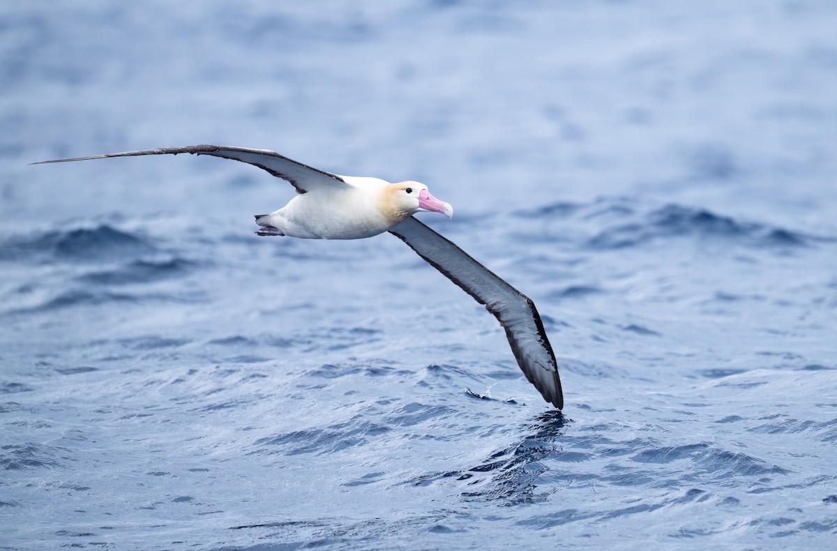 Short-tailed Albatross - ML631394397