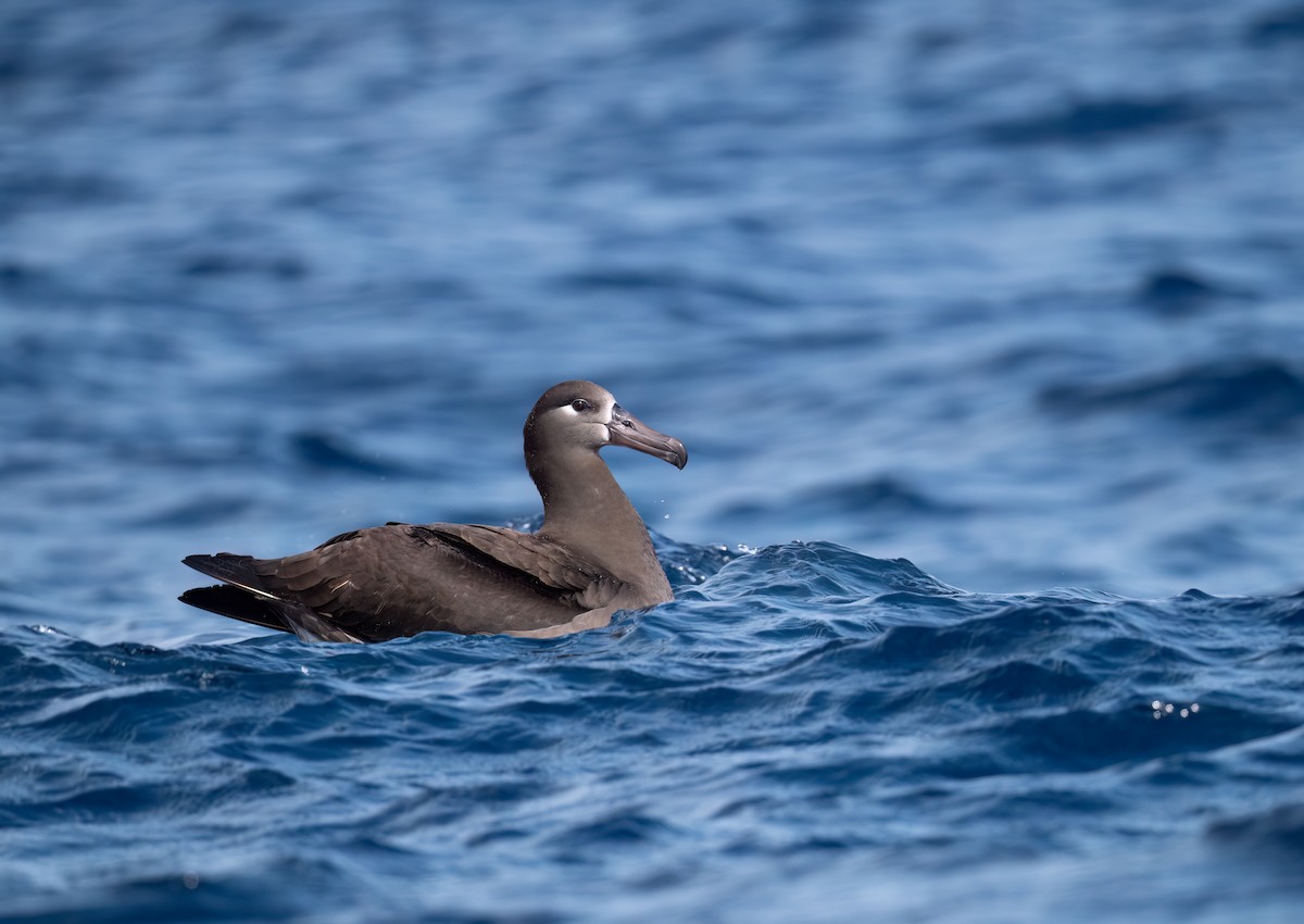 Black-footed Albatross - ML631394405