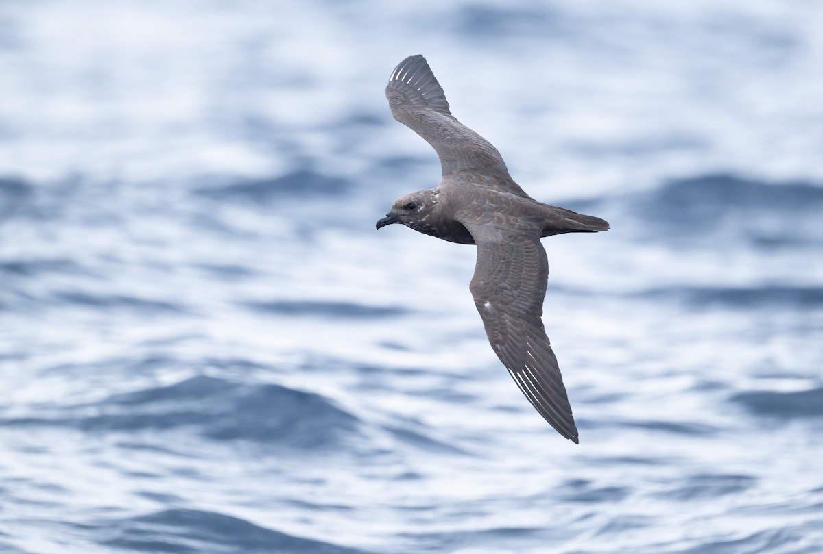 Kermadec Petrel - ML631394412