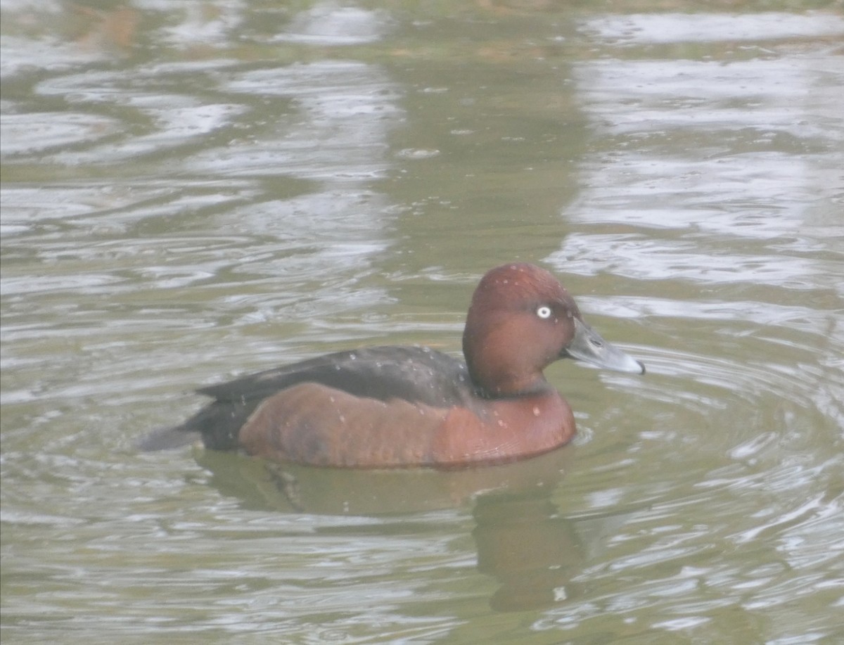 Ferruginous Duck - ML631394415