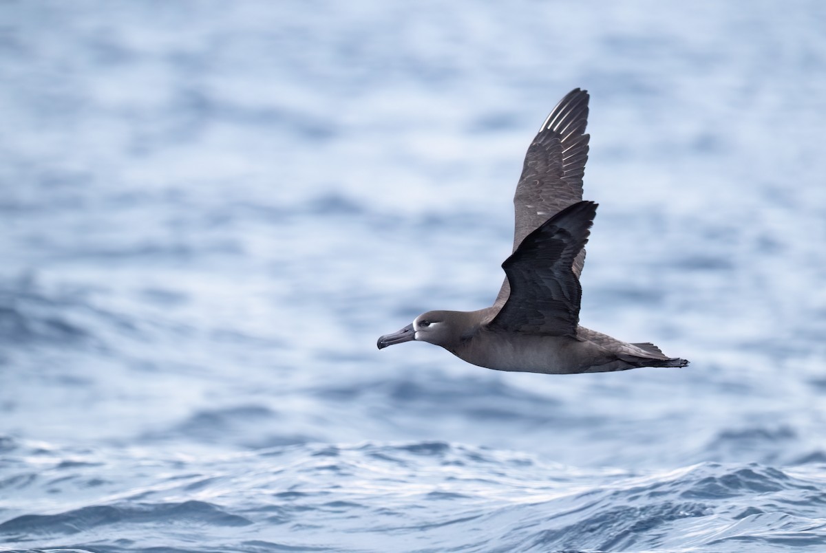 Black-footed Albatross - ML631394436