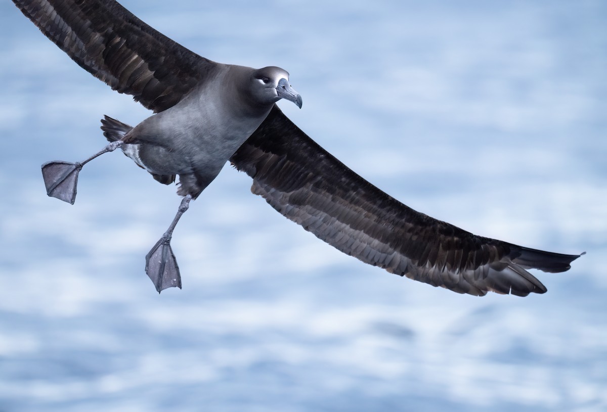 Black-footed Albatross - ML631394437