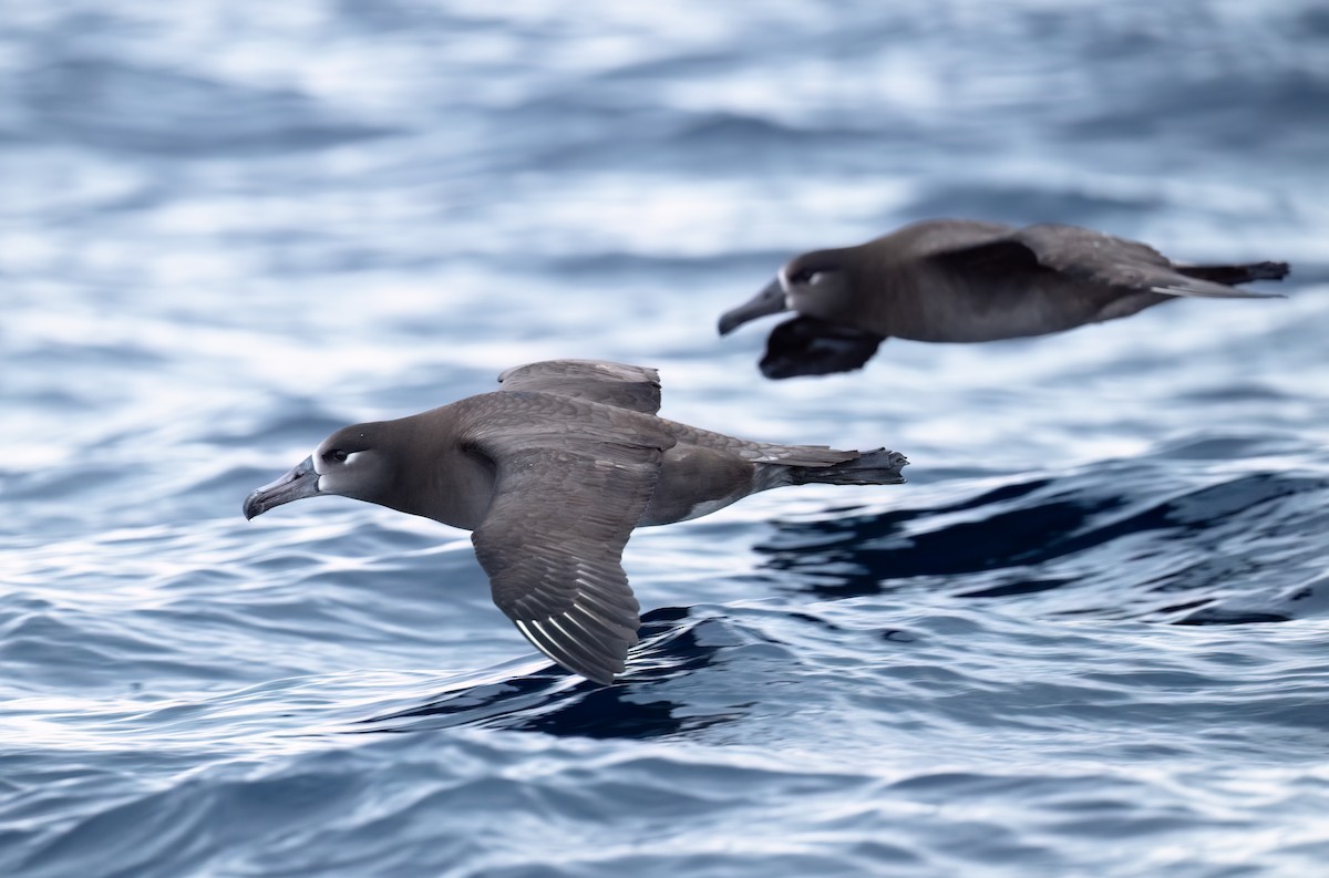 Black-footed Albatross - ML631394438