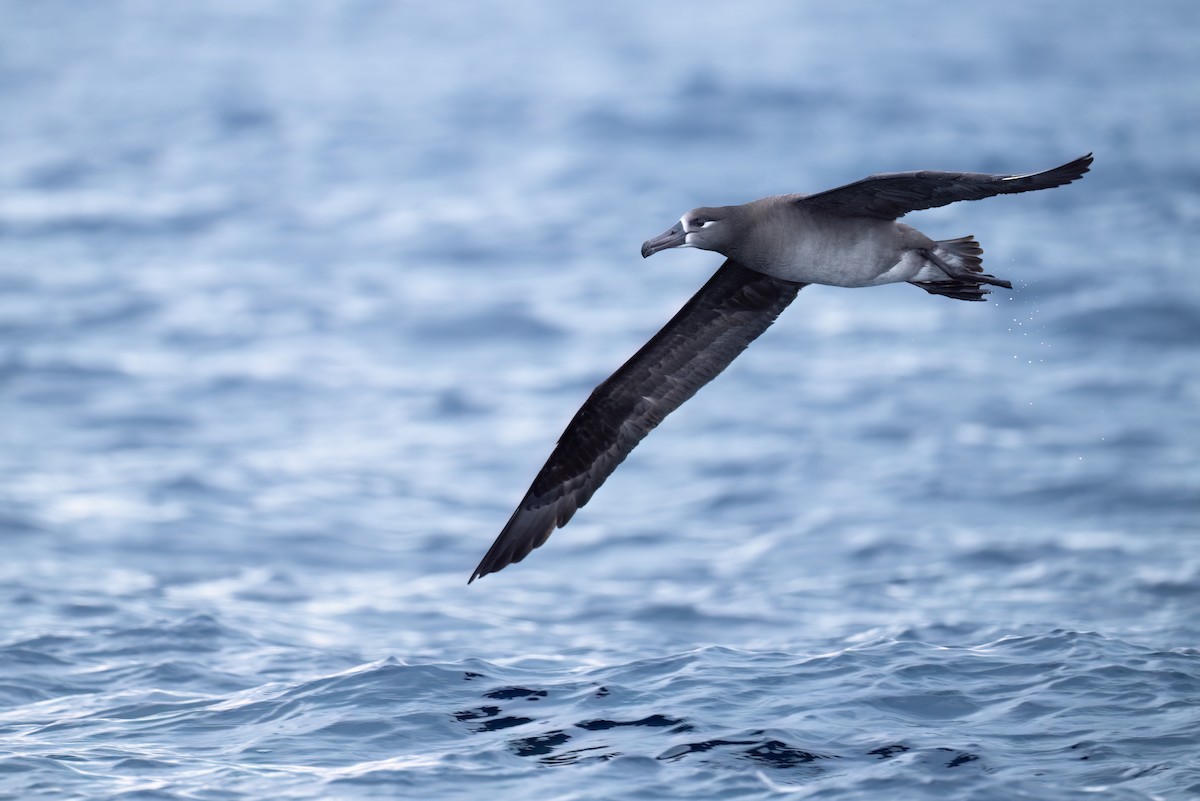 Black-footed Albatross - ML631394439