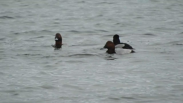 Ring-necked Duck - ML631394541