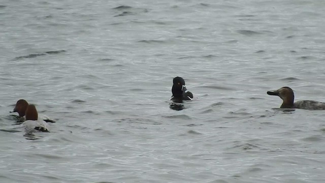 Ring-necked Duck - ML631394543