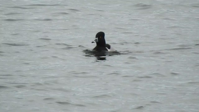 Ring-necked Duck - ML631394544