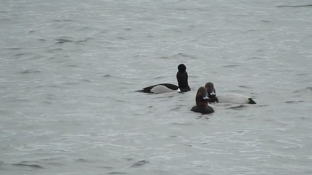 Ring-necked Duck - ML631394697