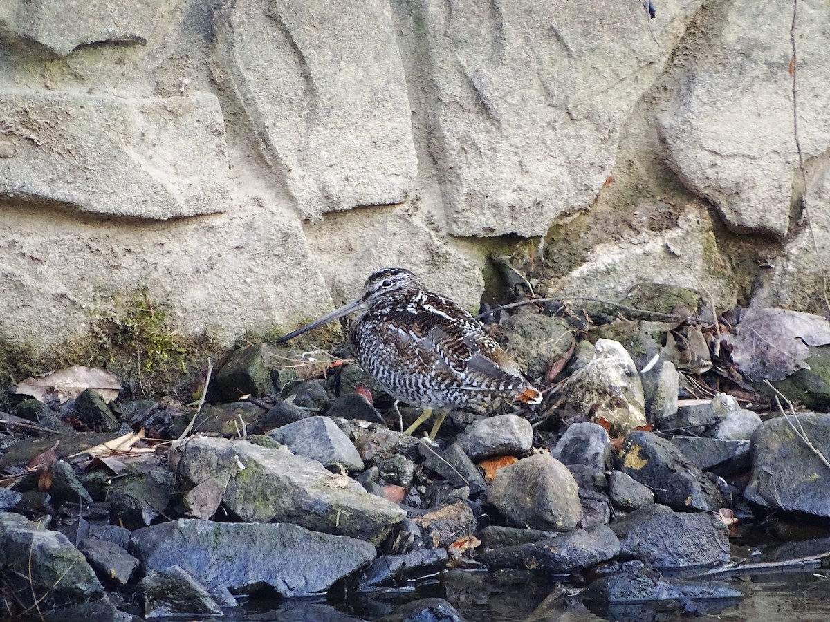 Solitary Snipe - ML631394997