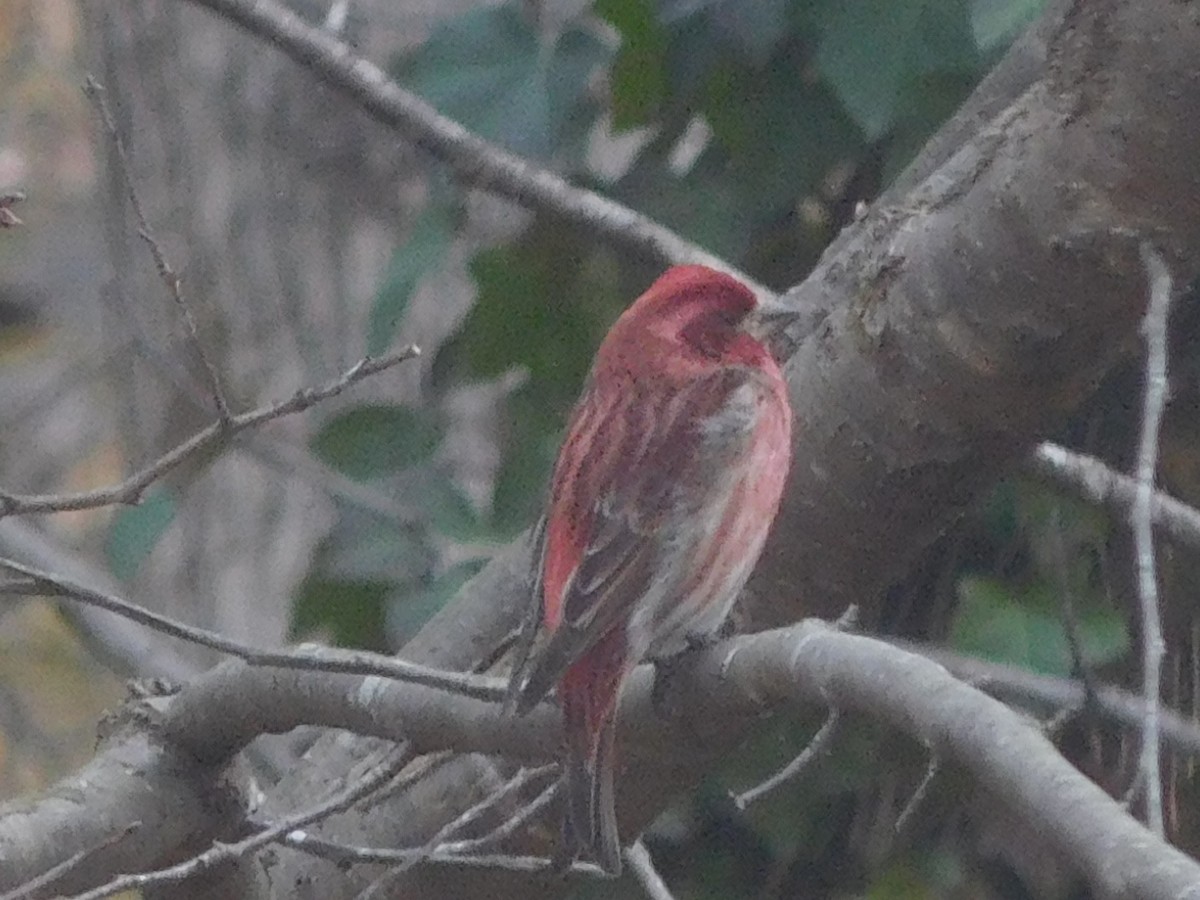 Purple Finch - ML631395249