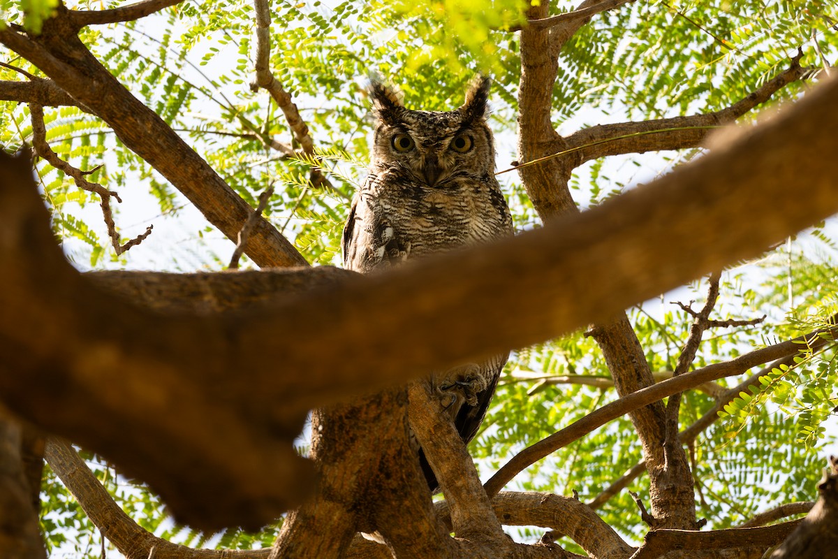 Arabian Eagle-Owl - ML631395373
