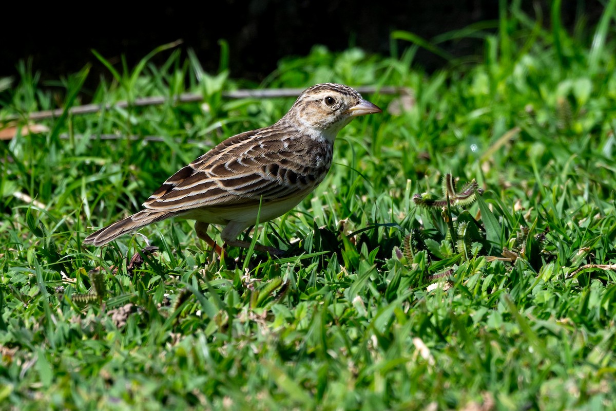 Singing Bushlark - ML631395378