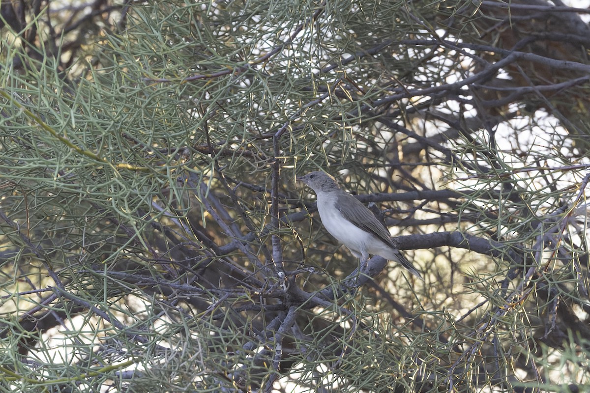 Gray Honeyeater - ML631395432