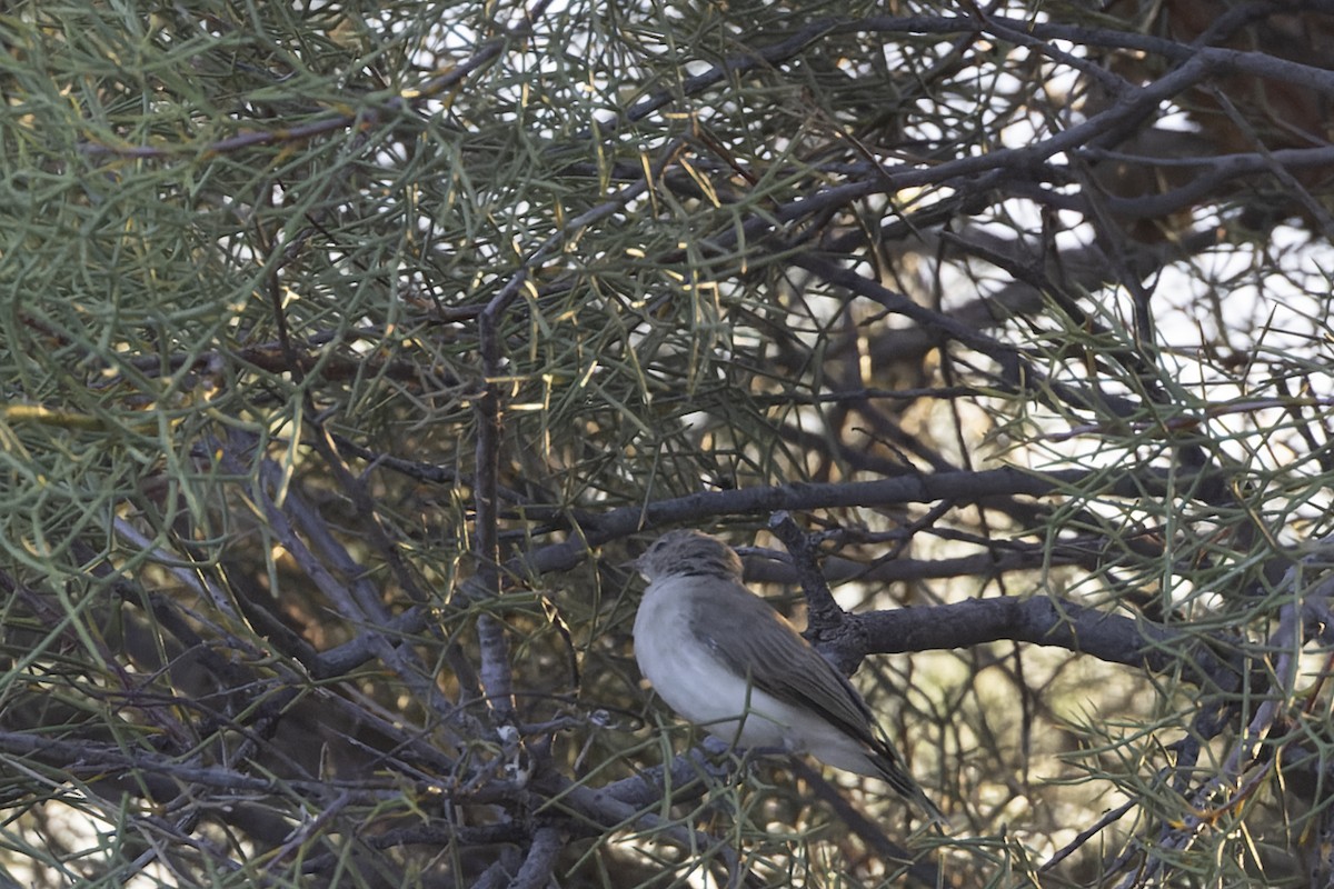 Gray Honeyeater - ML631395433