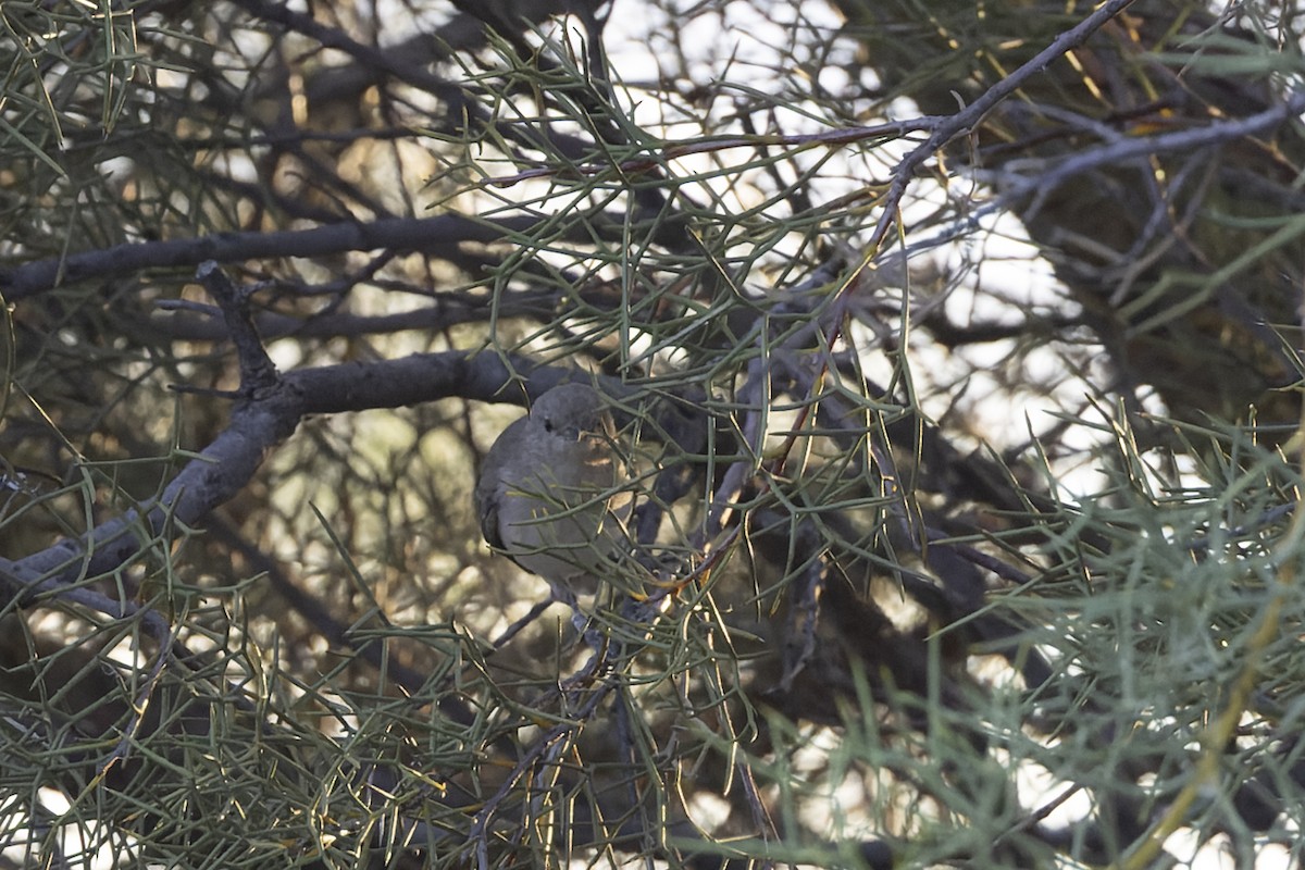 Gray Honeyeater - ML631395434