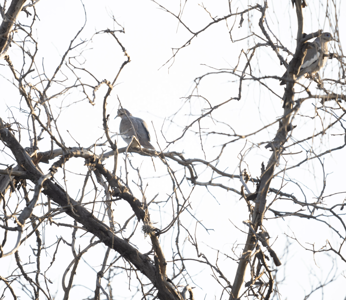 White-winged Dove - ML631395476