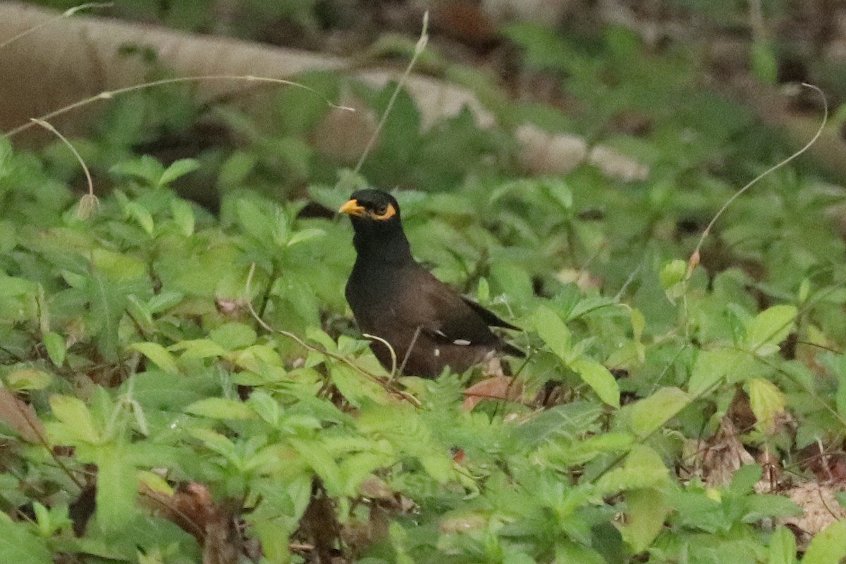 Common Hill Myna (Common) - ML631395597