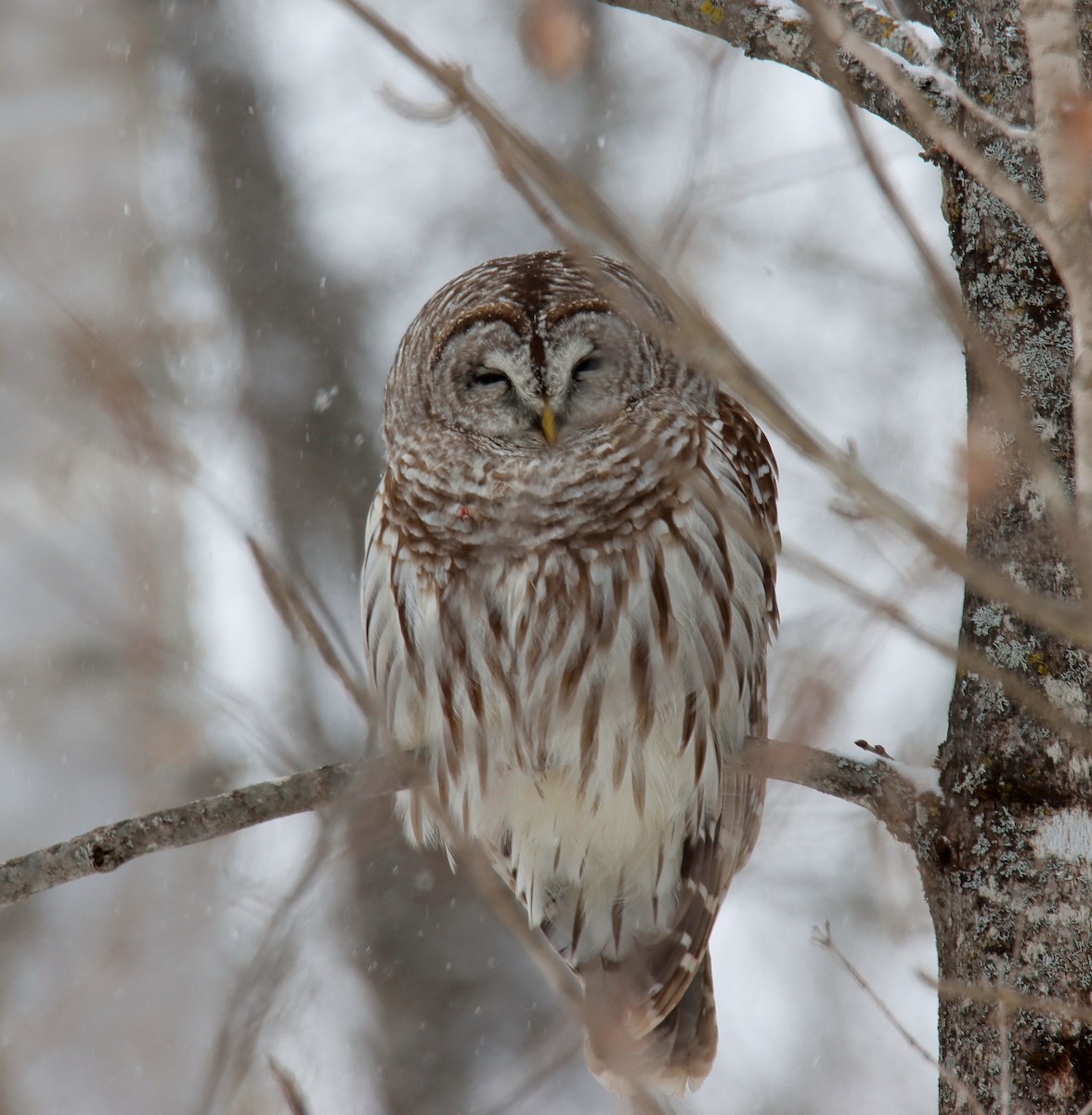 Barred Owl - ML631395672