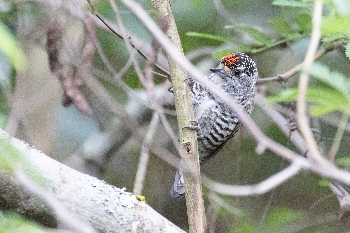 White-barred Piculet - ML631395718