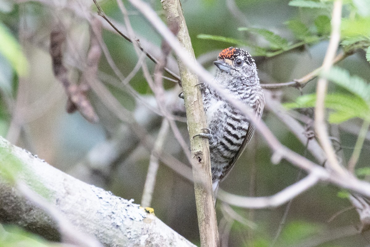 White-barred Piculet - ML631395722