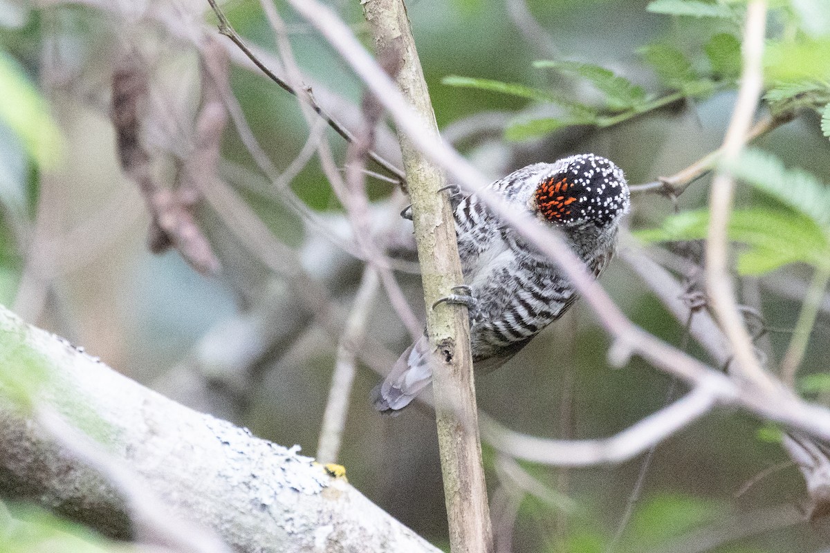 White-barred Piculet - ML631395725