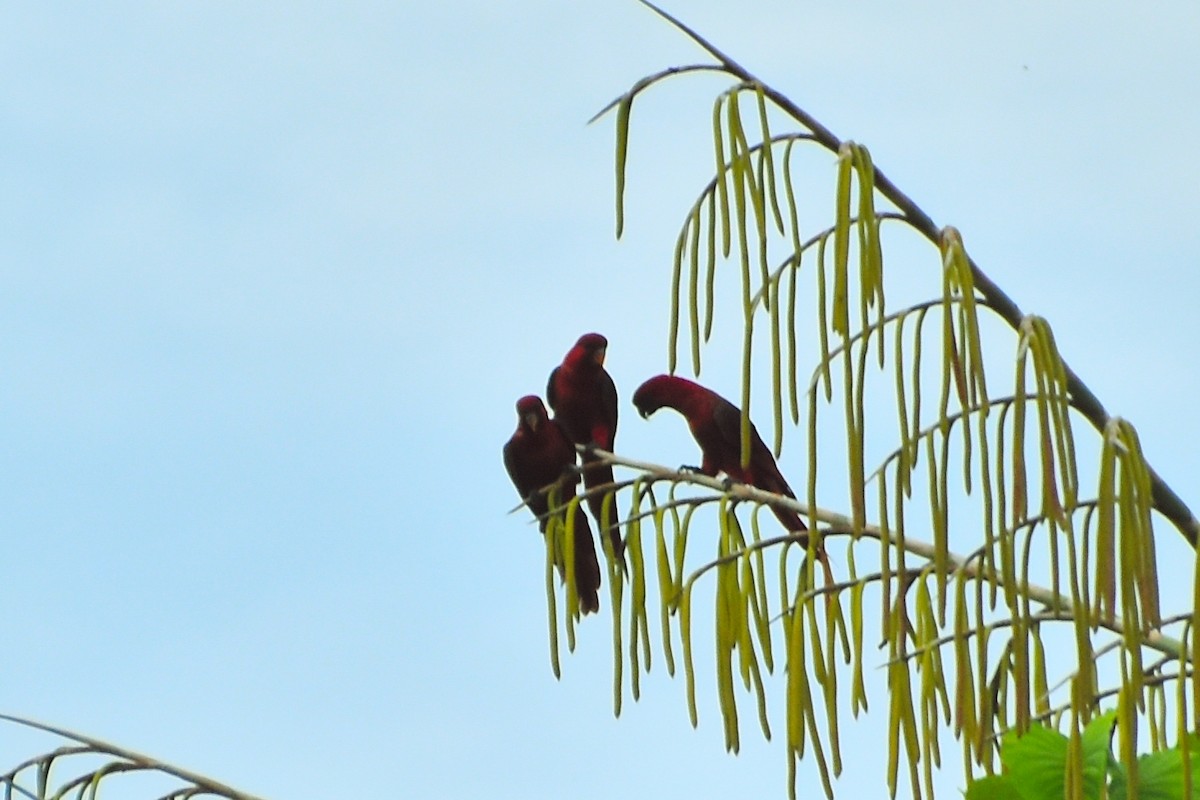 Cardinal Lory - ML631395730