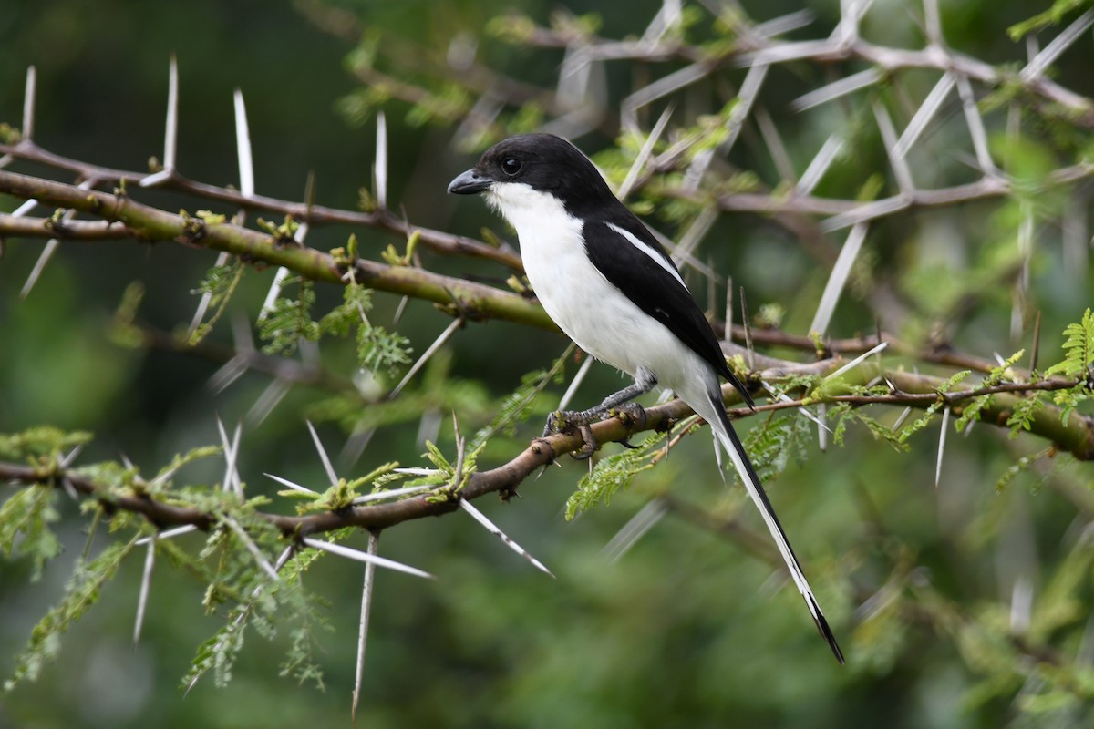 Northern Fiscal - ML631396069