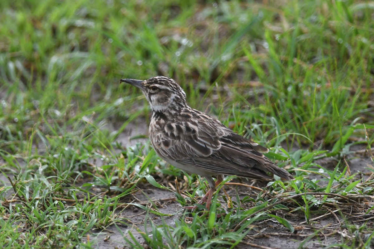Short-tailed Lark - ML631396093