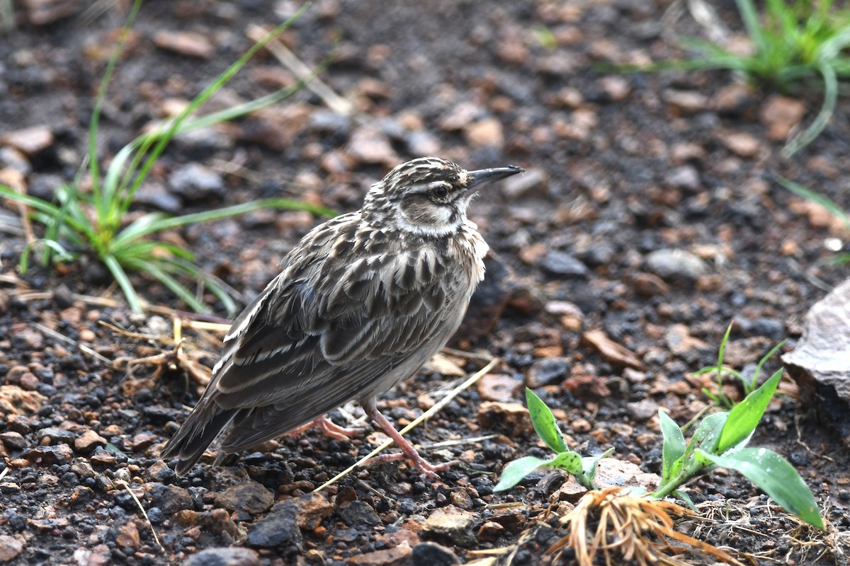 Short-tailed Lark - ML631396097
