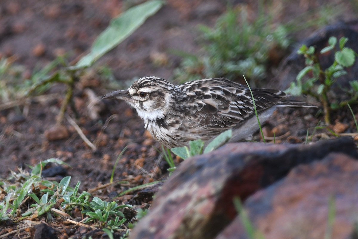 Short-tailed Lark - ML631396098
