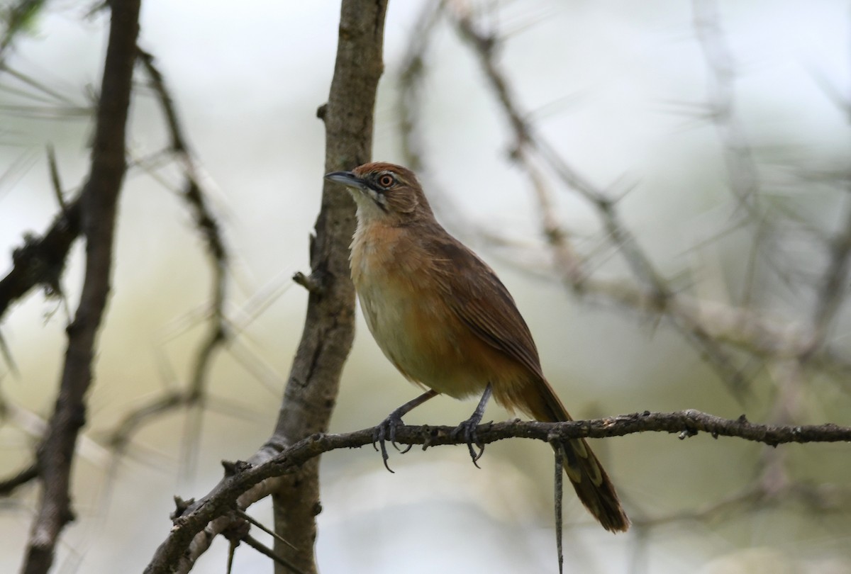 Moustached Grass-Warbler - ML631396122