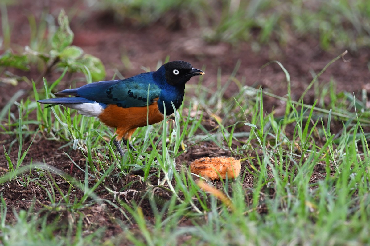 Superb Starling - ML631396123