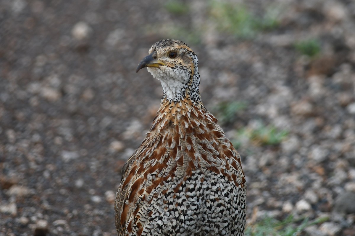 Shelley's Francolin - ML631396131