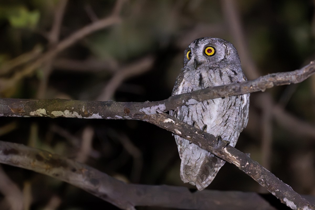 Arabian Scops-Owl - ML631396164