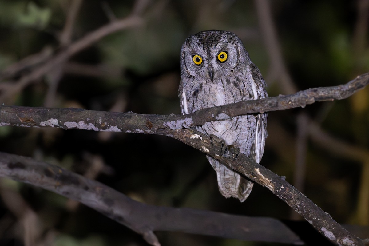 Arabian Scops-Owl - ML631396165
