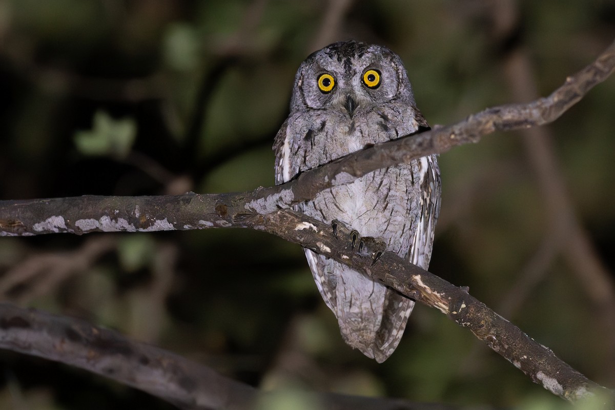 Arabian Scops-Owl - ML631396166