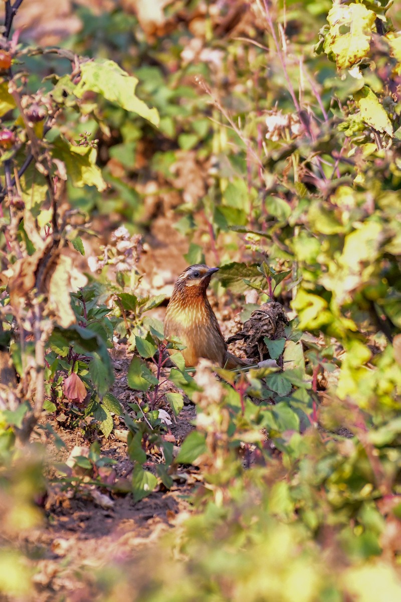 Striped Laughingthrush - ML631396185