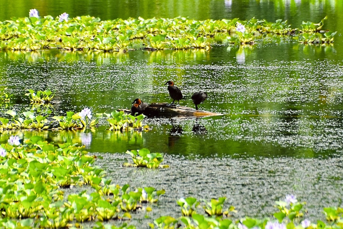 Little Grebe (Tricolored) - ML631396364