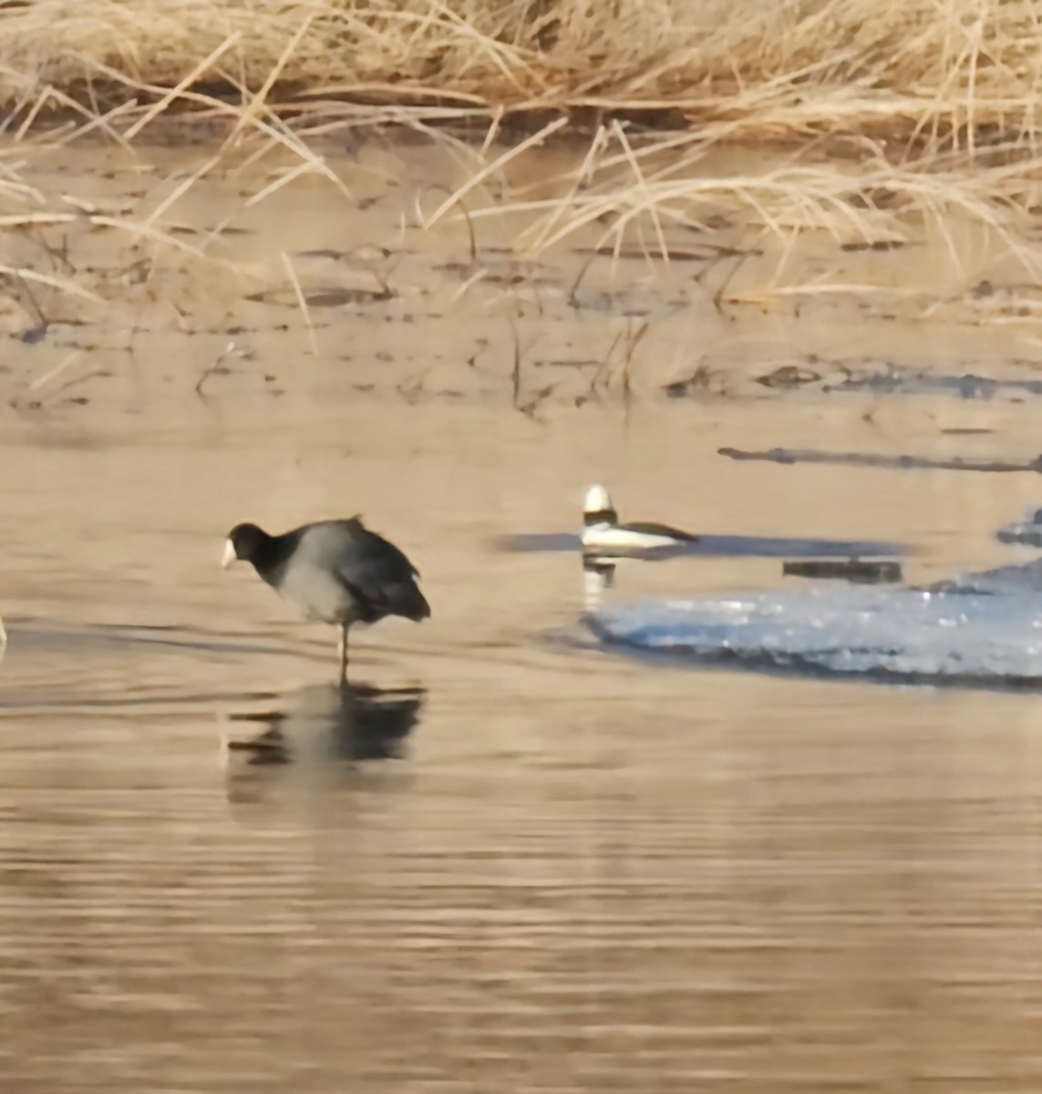 American Coot - ML631396580