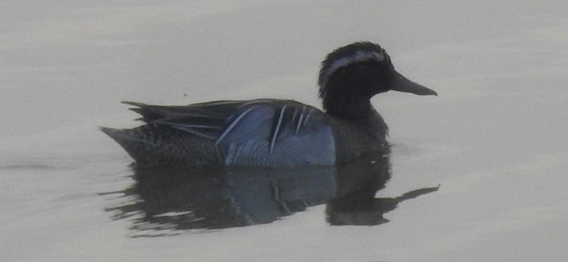 Garganey - ML631396647