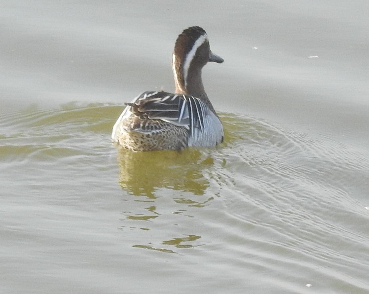 Garganey - ML631396662