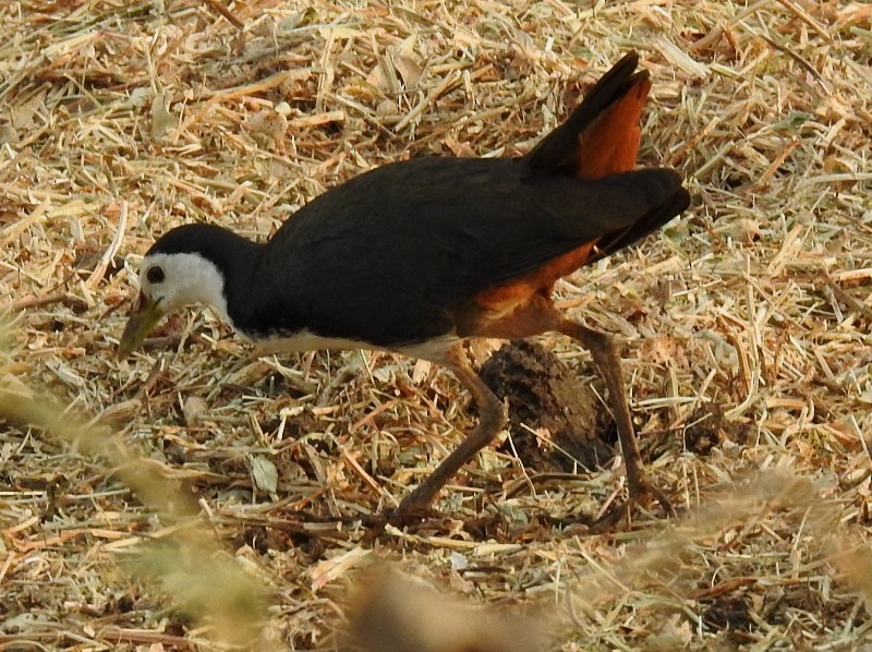 White-breasted Waterhen - ML631396690