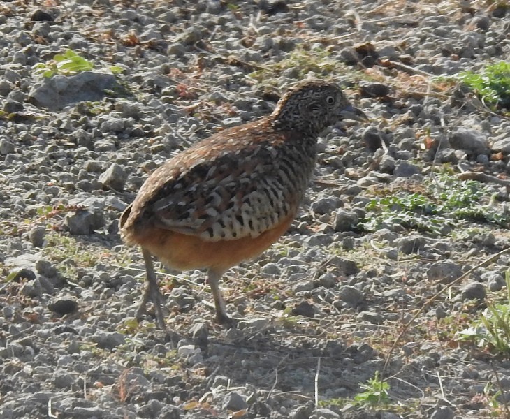 Barred Buttonquail - ML631396703