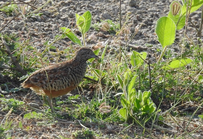 Barred Buttonquail - ML631396713