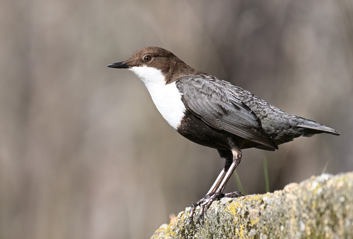White-throated Dipper - ML631396721