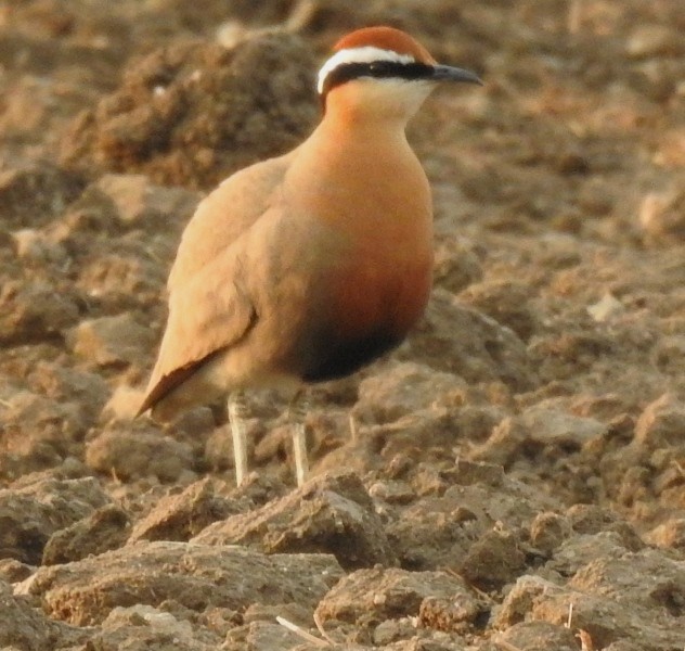 Indian Courser - ML631396736