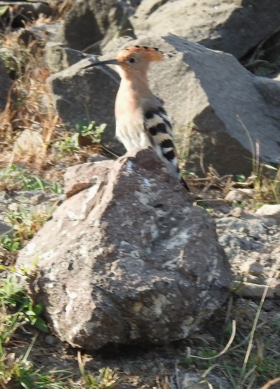 Common Hoopoe - ML631396765