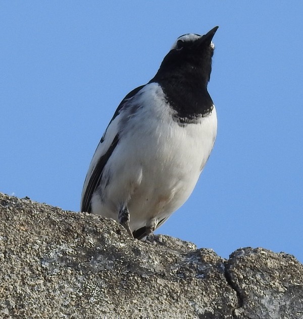 White-browed Wagtail - ML631396770